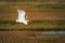 A great egret in flight above a New Jersey marsh