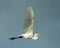 Great Egret In Flight On Blue