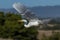 Great Egret in flight Egrets flying