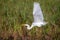 Great Egret in flight at Green Cay wetlands in Florida