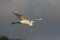 Great Egret in Flight - High Island, Texas