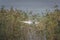 Great egret in flight in the lakeside reeds