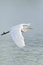 Great Egret in flight low over lake