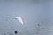 Great Egret in flight low over lake