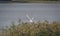 Great egret in flight over the lakeside reeds