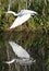 Great Egret Flight Reflection