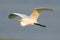 Great Egret in Flight Wings Out