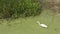 Great egret in the Florida Everglades