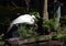 Great egret in the Florida Everglades