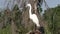 Great Egret in Florida wetlands