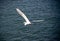 Great Egret flying