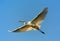 Great Egret flying