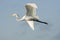 Great Egret flying across the road