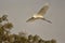 Great Egret Flying Away