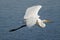 Great egret flying over clear blue water