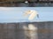 Great Egret flying over frozen river in sunlight in the winter.