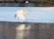 Great Egret flying over frozen river in sunlight in the winter.