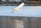 Great Egret flying over frozen river in sunlight in the winter