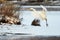 Great Egret flying over frozen river in sunlight in the winter