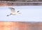 Great Egret flying over frozen river in sunlight in the winter