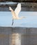 Great Egret flying over frozen river in sunlight in the winter