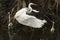 Great egret flying in a primeval swamp in Florida`s everglades.