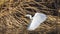 Great Egret Flying Through Reeds