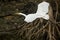 Great egret flying with roots in the background, Florida`s everg