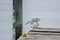 Great Egret Foraging from a Pier