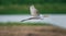 Great Egret Formal Name: Ardea alba