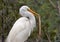 Great Egret with a Gar fish