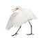 Great Egret or Great White Egret