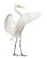 Great Egret or Great White Egret