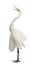 Great Egret or Great White Egret or Common Egret, Ardea alba