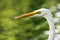 Great Egret Head