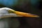 Great Egret head.