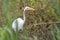 Great Egret heron in a marsh pond in Georgia USA