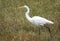 Great Egret heron in a marsh pond in Georgia USA