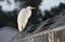 Great Egret heron perched on barbed wire fence, Walton County jail, Georgia, USA