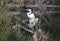 Great Egret heron in swamp habitat, Georgia USA