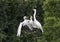 Great Egret with hungry children