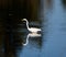 Great Egret on the Hunt