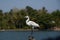 Great Egret Hunt