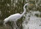 Great Egret Hunting