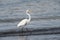 Great Egret hunting along lakeshore