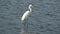 Great Egret Hunting and Feeding in the Marsh