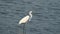 Great Egret Hunting and Feeding in the Marsh