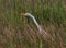 A Great Egret hunting in saw grass