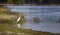 Great Egret hunts along shoreline