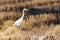 Great Egret isolated in burnt paddy field looking into a distance